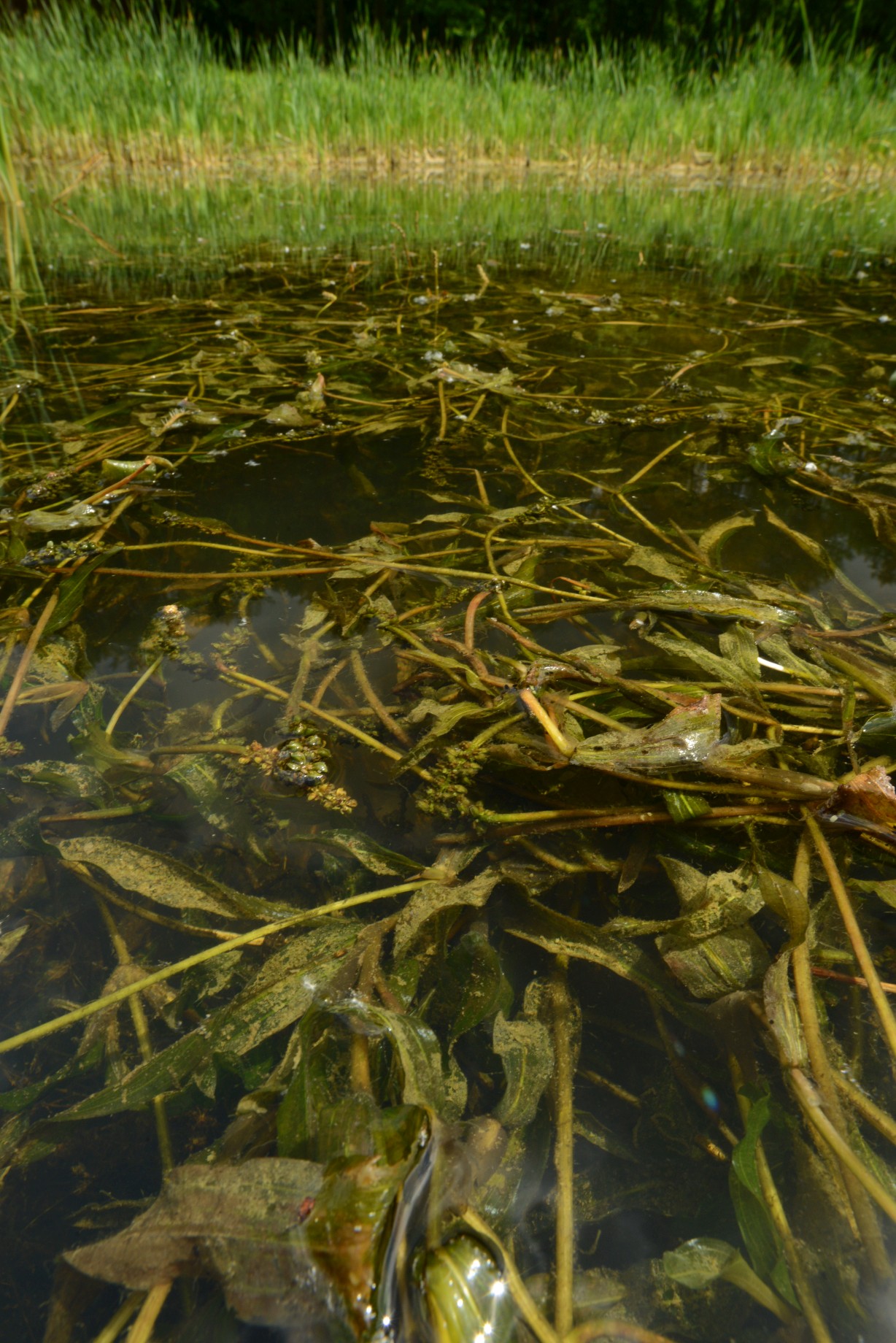 Porost rdestu dlouholistého (Potamogeton praelongus) v tůni u Tupadel. 